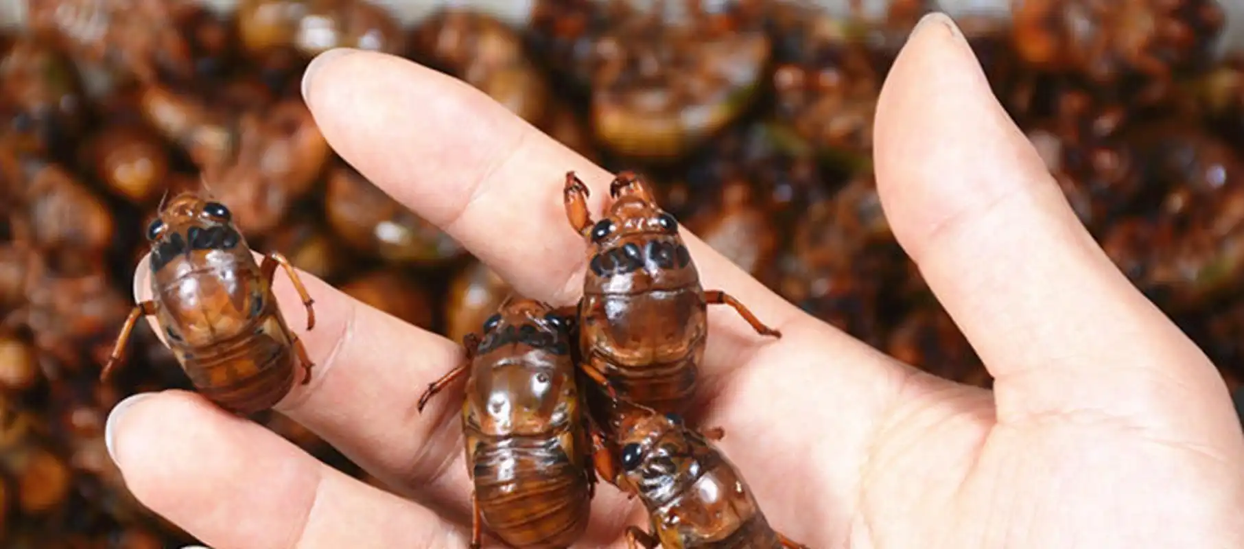 知了猴的学名叫金蝉,是蝉的若虫阶段.