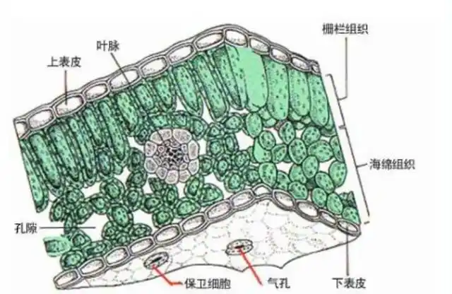 1,叶子还含有叶皮,叶肉,叶脉,气孔,保卫细胞,栅栏组织和海绵组织.
