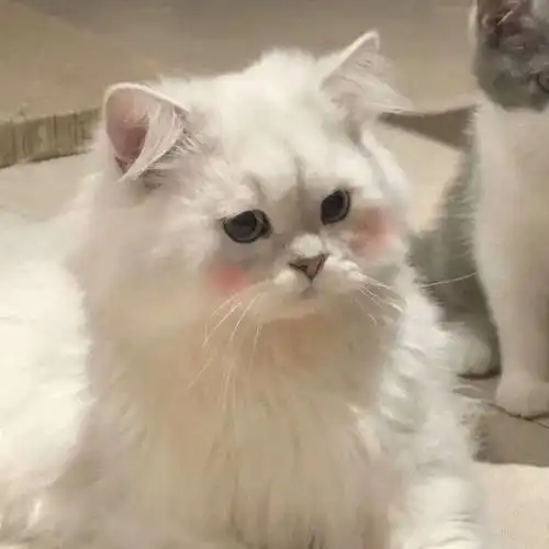 可爱动物猫羊狗头像