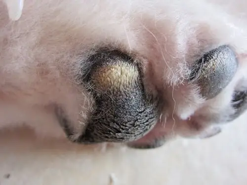 我家萨摩的脚掌红肿了.有图片.有谁知道是怎么回事吗?狗狗现在体温39.