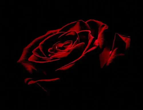 黑色背景玫瑰花图片