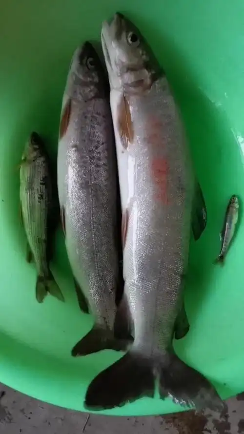 细鳞鱼是大兴安岭特有的一种肉质鲜美的鱼.