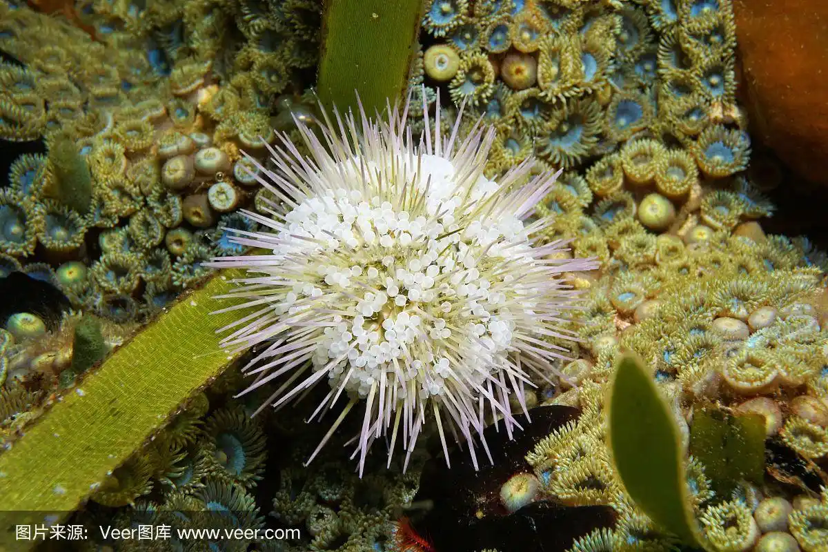 green sea urchin,水下,动物,标本架,在下面