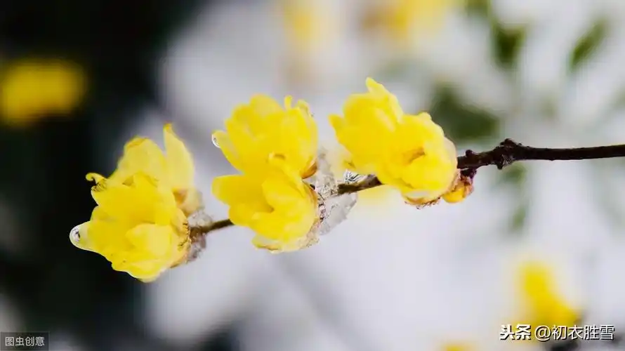 冬天的花有哪些(冬天的花有哪些花开图片)