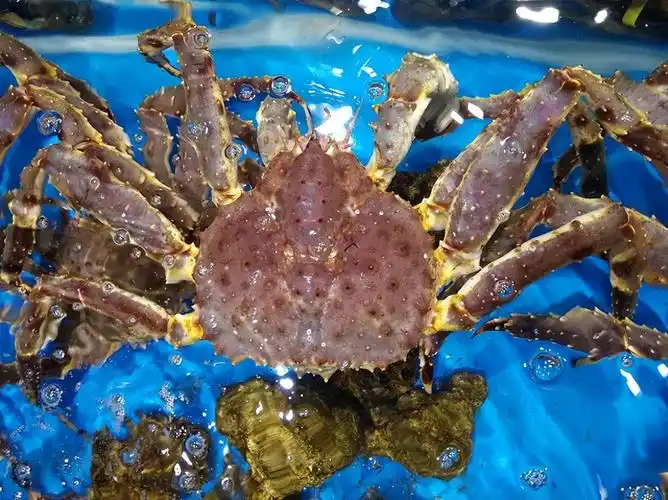 每吃一只都是在拯救世界|南极|帝王蟹|挪威|螃蟹|鳕鱼_手机网易网