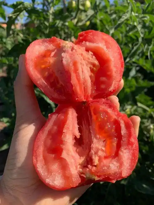 助力攀枝花露天普罗旺斯西红柿259箱包邮风味浓郁亦蔬亦果带您重拾