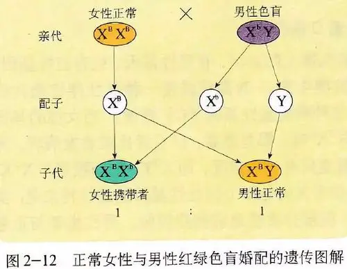 教材精读伴性遗传