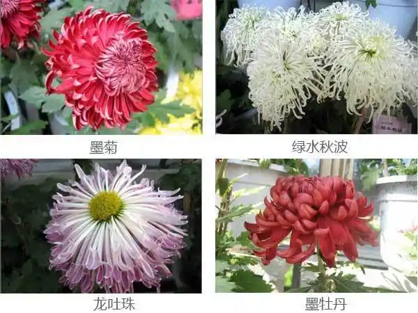 菊花按栽培形式分为多头菊,独本菊,大立菊,悬崖菊,艺菊,案头菊等栽培