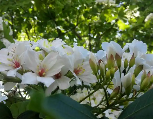 木油桐花飘香的季节