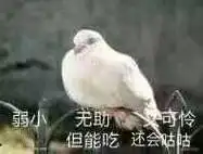无助,又可怜,但能吃,还会咕咕(鸽子)_无助_但能_弱小_咕咕_鸽子表情