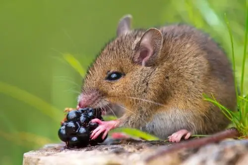 老鼠的祖先是什么动物东方晓鼠5000万年前的古老鼠类