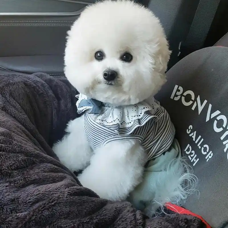 国人最爱的比熊犬,无奈却有"6大缺点"!