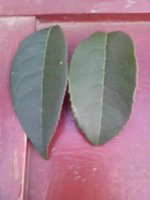 我想知道上面分别是什么桂花树的叶子