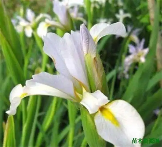 白花马蔺是不是兰花 马蔺子的功效与作用及禁忌