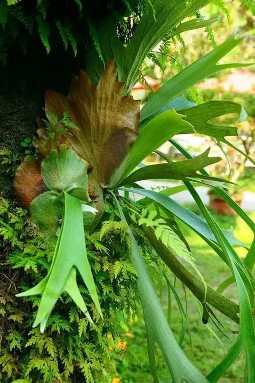 八大热带雨林植物
