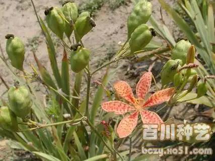 52种致癌植物齐全图解备忘录