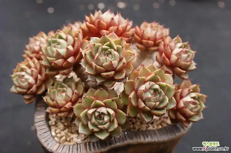 粉黛园(自然群生) 多肉植物