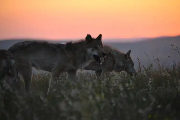 内蒙野狼谷——狼王