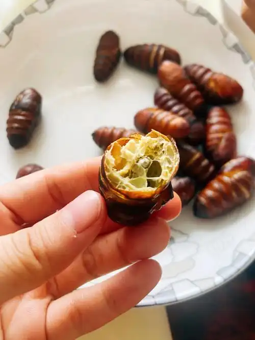 黄蝉蛹果然更好吃可惜45一斤比肉都贵01