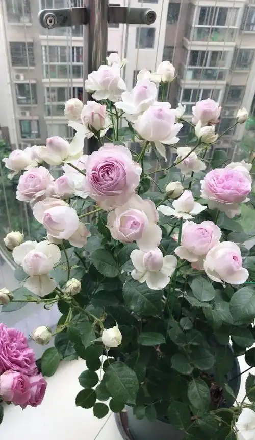 阳台养盆"维萨里",四季都有花看,花朵漂亮又芳香,养护也不难