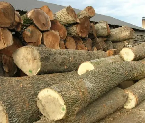 白蜡木家具的优缺点有哪些详细