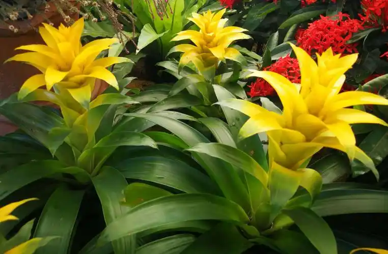 请欣赏凤梨花.属凤梨科.