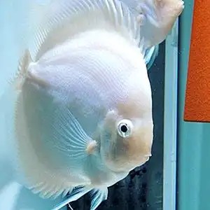 七彩神仙鱼雪玉