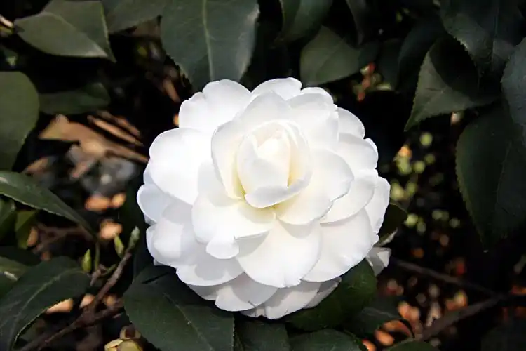 白茶花药用选方