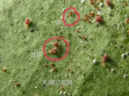 为什么柑橘红蜘蛛难以防治吗