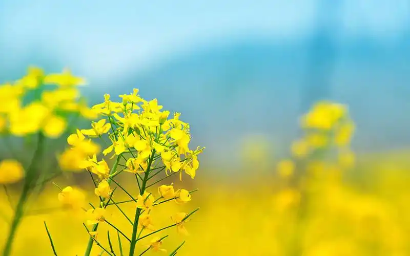 小清新唯美花海风景桌面壁纸