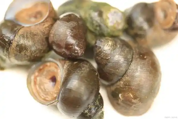 东风螺养殖技术,让你轻松掌握海鲜养殖的秘诀