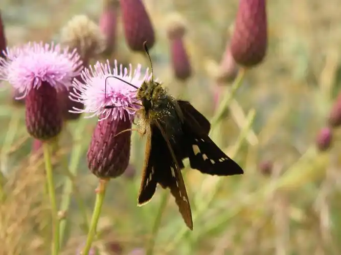 p>中华谷弄蝶,又称中华褐弄蝶,是鳞翅目 a>弄蝶科 /a>的昆虫.