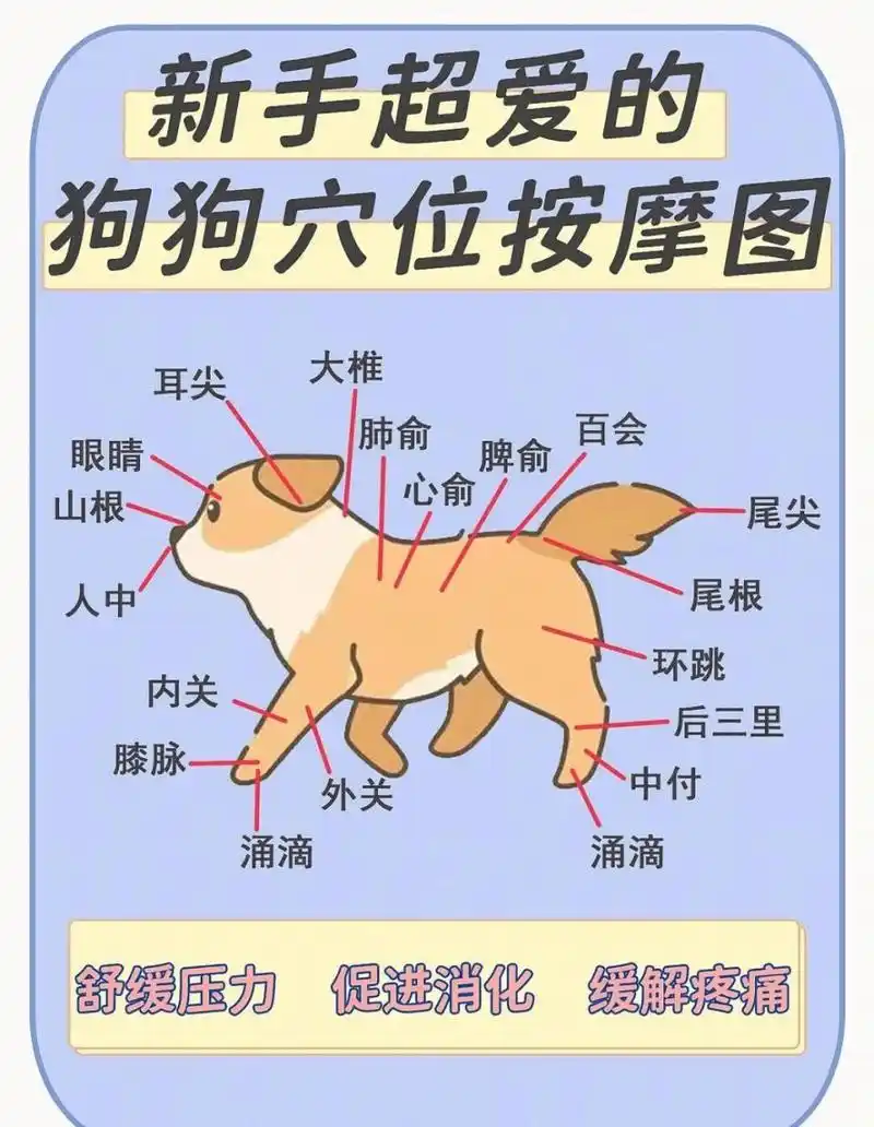 狗狗穴位按摩,94肌肉酸痛远离我家宠物 狗狗是人类最好的朋友之一