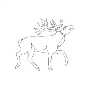 大鹿矢量插画线绘制剖面图照片