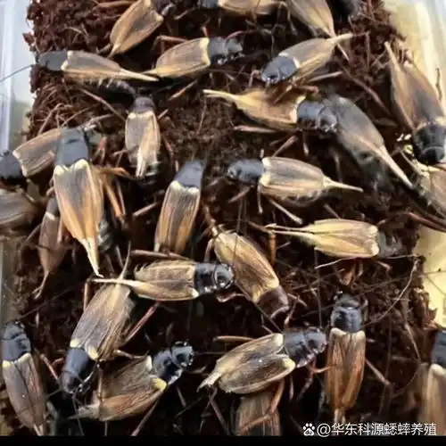 正在产卵中的蟋蟀成虫