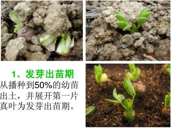 发芽出苗期需要5—15天,具体出苗时间跟气温有关,春播花生出苗期长