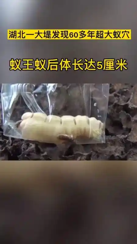 湖北大堤发现60多年超大蚁穴,蚁王蚁后长达5厘米.
