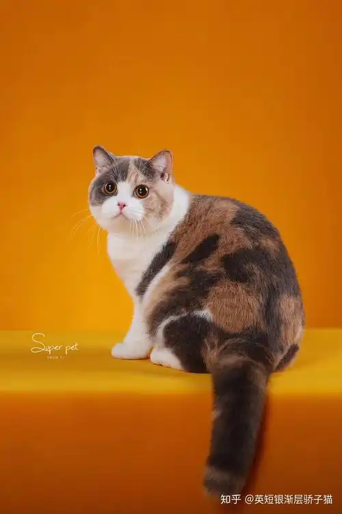 请问这个是英短三花吗看着和土猫一样