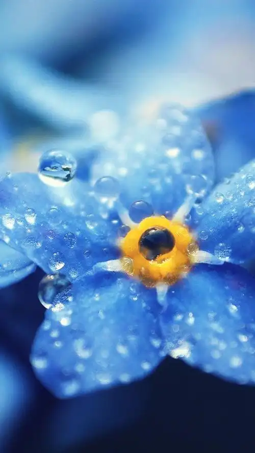 勿忘我蓝色花微距摄影,露水