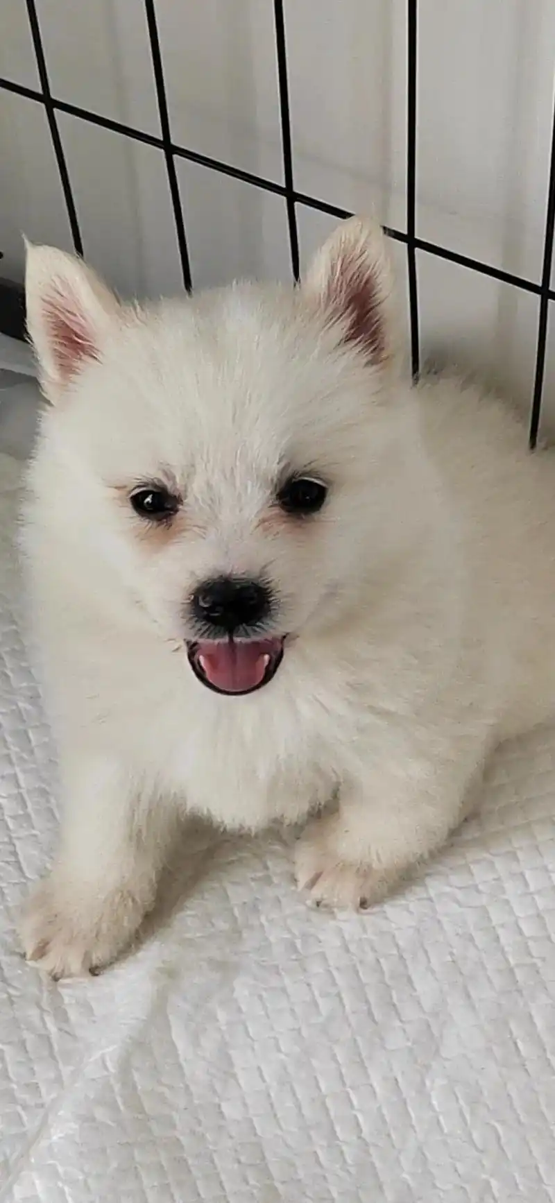 小时候像博美长大了像萨摩的银狐犬!狗富贵,互相旺.#银狐 - 抖音