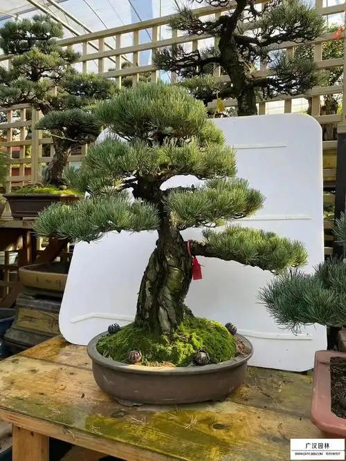 日本大阪松介绍