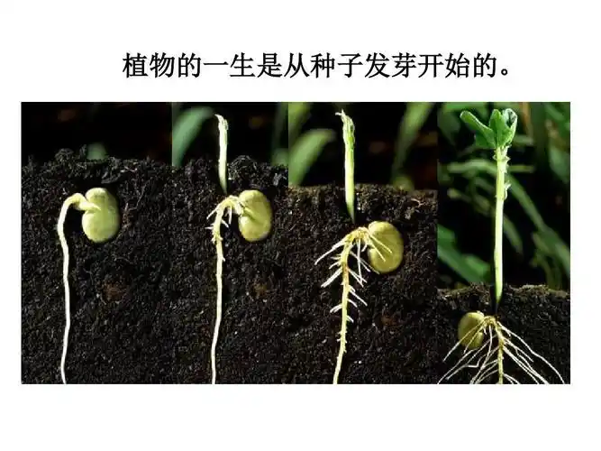 我的职业生涯规划范文:两粒种子,一片森林