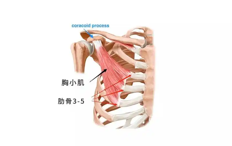 胸小肌过度紧张做法:面向墙壁站立,双手掌放在墙壁上,伸直手臂,然后推