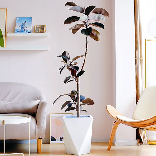 室大盆落地绿植盆栽橡皮树黑金刚盆栽客厅办公室植物q2 造型黑金刚-1