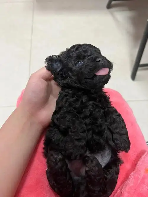 刚满月的灰泰迪们