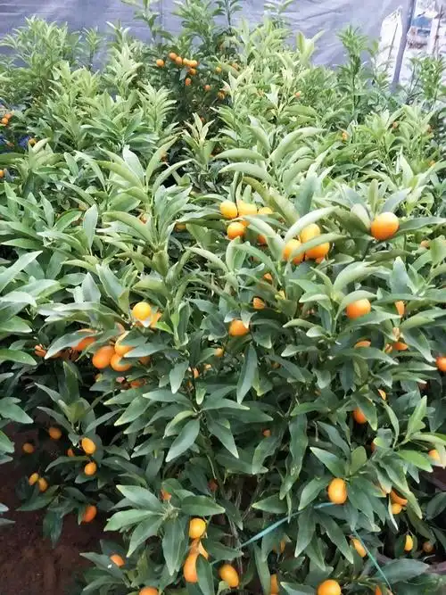 广西融安滑皮金桔盆景金桔树罗浮金桔脆皮金桔长寿金桔基地直发