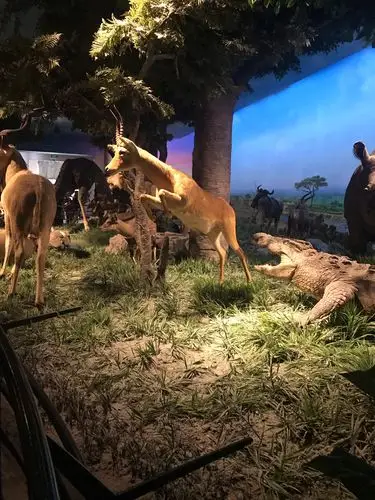 走进北京自然博物馆