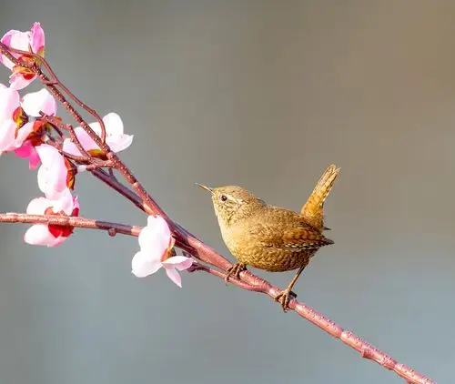春鸟春花春风春光春色春景