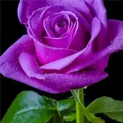 好看的玫瑰花头像图片大全 适合做头像的玫瑰花图片唯美_微信头像