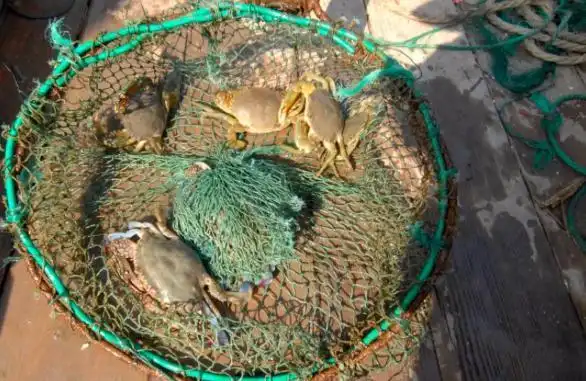 别流口水!宁波养殖梭子蟹夏捕开始